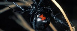 Black Widow Spider